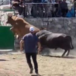 Artvin'de g&uuml;reşten ka&ccedil;an boğa, demir kapıdaki boşluktan arenanın dışına atladı