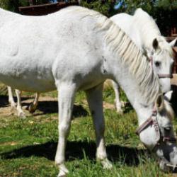 B&uuml;y&uuml;kada'da kullanımı yasaklanan atların akıbeti belli oldu