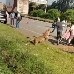 Yaralı leopar kendisine yardım etmek isteyenlere dehşeti yaşattı