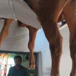 Evin &ccedil;atısına d&uuml;şen boğa, delinen tavanda asılı kaldı