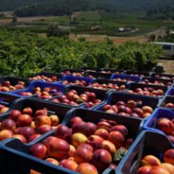 Ge&ccedil;en yıl 70 liraydı, şimdi 20 lira! Rekolte &ccedil;ok ama randıman yok