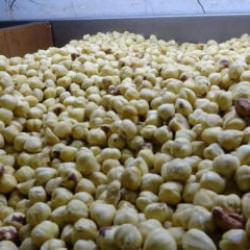 Hasadı tamamlandı, paketleme başladı: Y&uuml;zde 200 kazandırıyor!