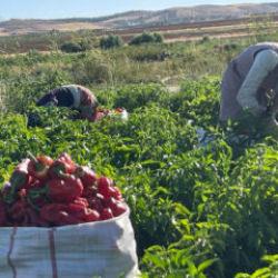 Kış hazırlığı başladı! Şehirde tezgahlar doldu: Vatandaş &ccedil;uvalla satın alıyor