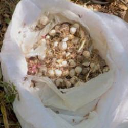 Tunceli'de bu sarımsağı toplayan 3 kişiye 2 milyon 97 bin lira ceza