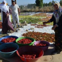 B&ouml;lgede rakibi yok! Kış sofralarının vazge&ccedil;ilmezi: 25 d&ouml;n&uuml;ml&uuml;k tarladan Avrupa'ya gidiyor