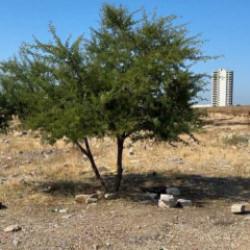 Adana'da gen&ccedil; şahıs boş arazide &ouml;l&uuml; bulundu