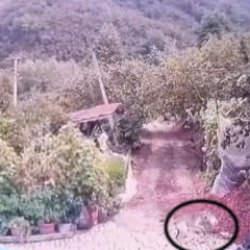 D&uuml;zce'de a&ccedil; kalan kurt k&ouml;ye indi, bah&ccedil;edeki k&ouml;peği saniyeler i&ccedil;inde b&ouml;yle kaptı