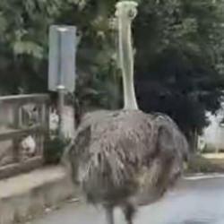Şile'de hayvanat bah&ccedil;esinden ka&ccedil;an deve kuşu ortalığı birbirine kattı
