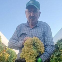 Manisa'da şaşkına &ccedil;eviren hasat: Dev salkım 5,5 kilogram 