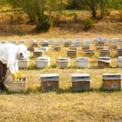 Muş'ta bal hasadı tamamlandı: 700 ton bal elde edildi