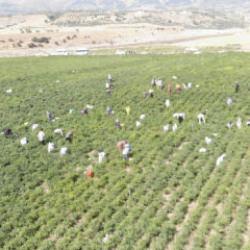 Hasat başladı! Tarlada kilosu 200 liraya &ccedil;ıktı, 30 bin ton &uuml;retim bekleniyor