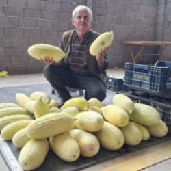 G&ouml;ncek kavunu tezgahlarda! Kilosu 40 Lira