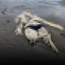 Samsun'da t&uuml;yler &uuml;rperten olay! Kıyıya insan iskeleti vurdu