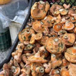 Menteşe&rsquo;de ilk &ccedil;ıntarlar tezgahlarda
