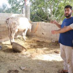 Hatay'da b&ouml;lge karantinaya alındı! Ağzından k&ouml;p&uuml;k gelen hayvanlar telef oldu