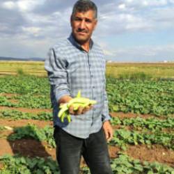 Gaziantep'te hasat başladı: Tarlada kilosu 30 TL