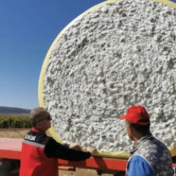Manisa'da pamuk &uuml;reticisinin hasat heyecanı başladı! Tarlalarda yoğun mesai