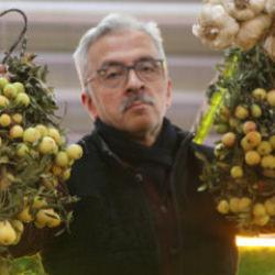Sivas'ta 2 yılda bir hasat edilen ilgin&ccedil; meyve t&uuml;ketilmeden &ouml;nce &ccedil;&uuml;r&uuml;meye bırakılıyor 