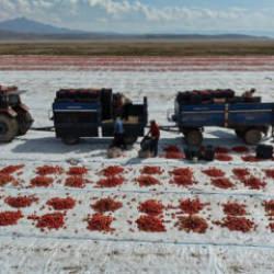 Şanlıurfa ve İzmir&rsquo;i solladılar: 8 g&uuml;nde kurutuluyor 20 &uuml;lkeye ihra&ccedil; ediliyor