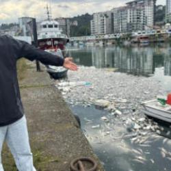 G&ouml;z&uuml; d&ouml;nm&uuml;ş balık&ccedil;ılar Rize'yi vurdu! Tonlarca balık denize d&ouml;k&uuml;ld&uuml;