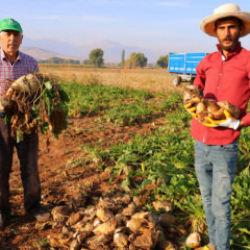 Tarlalarda tarihi rekor! Rekolte 500 bin ton: Gece g&uuml;nd&uuml;z &ccedil;alışıyorlar