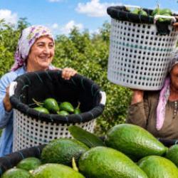 Adana&rsquo;da hasat başladı: Bir ağa&ccedil;tan 80 kilo &ccedil;ıkıyor, fiyatı 110 liraya d&uuml;şt&uuml;