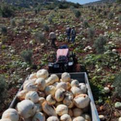 Ağırlığı 30 kiloya ulaşıyor! Bu yıl tarlada bereket var!