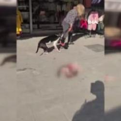 Esenyurt'ta sokakta kedi par&ccedil;alayan pitbull sahibine cep yakana ceza