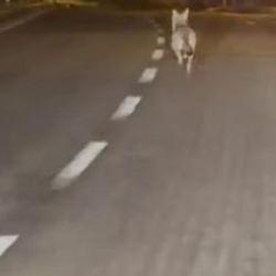 Şehre inen kurdu otomobiliyle kovaladı