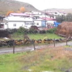 G&uuml;peg&uuml;nd&uuml;z dehşete d&uuml;ş&uuml;ren g&ouml;r&uuml;nt&uuml;: Devasa ayı k&ouml;y&uuml;n i&ccedil;ine kadar indi