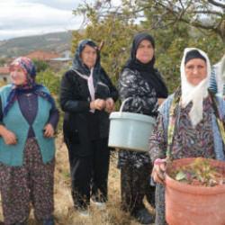 Kadınların gelir kaynağı oldu! Dağlardan toplayıp ila&ccedil; ve kozmetik devlerine satıyorlar