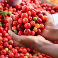 Limonu ezdi ge&ccedil;ti, 60 kat daha vitaminli! Ona 'yeşil altın' deniyor