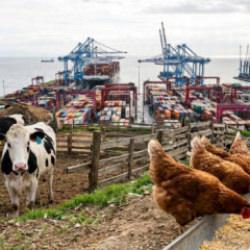 Ekonomide ağustos karnesi: İhracat değerlendi, yumurta ve s&uuml;t &uuml;retimi zirveye &ccedil;ıktı