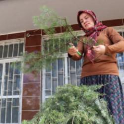 Ormanlardan izinle toplanıyor! Burdur'da &uuml;retip Avrupa'ya ihra&ccedil; ediliyor