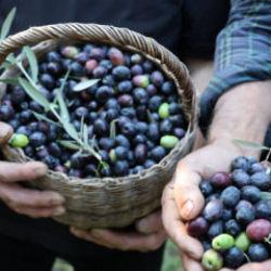Artvin&rsquo;de cambazlık gerektiren hasat! 12 metrelik merdivenlerle topluyorlar!