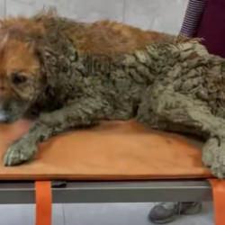 Bakan &Ccedil;ift&ccedil;i, İzmir'de &ccedil;amura saplanan k&ouml;peğin kurtarılma g&ouml;r&uuml;nt&uuml;lerini paylaştı