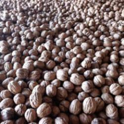 Edirne'de 400 ton ceviz rekoltesi bekleniyor: &Uuml;reticiler &uuml;r&uuml;n kalitesi ve verimden memnun