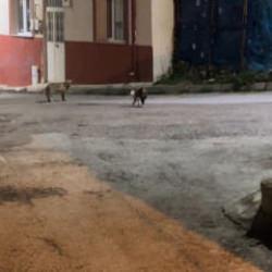 Kedi ile tilkinin yemek kavgası kamerada