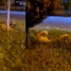 Zararsız dediği k&ouml;peklerin saldırısına uğradı, &ouml;l&uuml;mden d&ouml;nd&uuml;