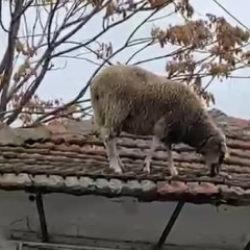 Edirne'de ilgin&ccedil; anlar! Koyun rızkını &ccedil;atıda aradı 