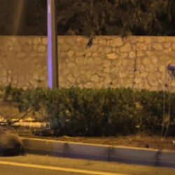 Aydın'da tehlikeli anlar! Yaban domuzunu kementle yakalamaya &ccedil;alıştı