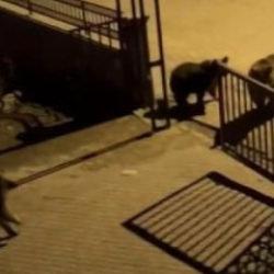 Kars&rsquo;ta &ccedil;&ouml;pte yiyecek arayan boz ayıya vatandaştan ilgin&ccedil; sitem: Hele tipine bak