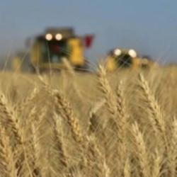 TİGEM 2 bin 906 ton mahsul buğday satacak