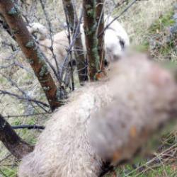Tunceli'de canavar saldırısı! 14 koyunun leşi bulundu 