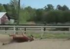 At, çitlerden bakın nasıl geçti
