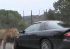 Aslanlar içinde aile olan otomobile saldırdı!