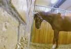 At, gizli kameraya yakalandı