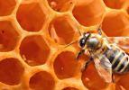 Görülmemiş felaket: Bal arılarına neler oluyor?