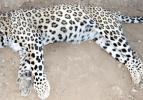 Bakanlık leopar i&ccedil;in devrede, vurana ceza yolda