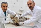 Diyarbakır'daki otopside leopar hatırası